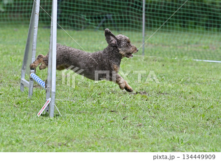 ドッグランで遊ぶチワプー (チワワXプードル・ミックス犬) ドッグランで遊ぶチワプー (チワワXプードル・ミックス犬) 134449909