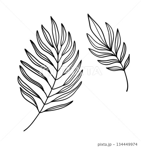 Nature line hand drawing palm leaves on a white background.Vector illustration 134449974