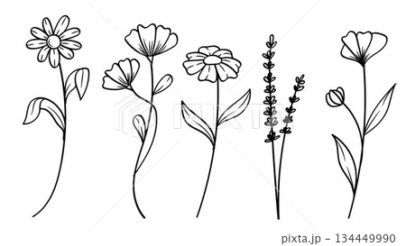 Botanical Flowers and Leaves Lavender Line Art Collection.Vector Illustration Botanical Flowers and Leaves Lavender Line Art Collection.Vector Illustration 134449990