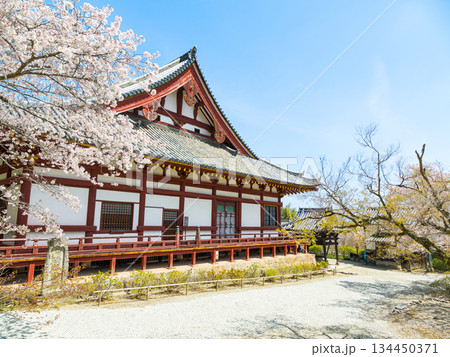【奈良県】大和郡山市 矢田寺(金剛山寺) (2025/04/09撮影) 134450371