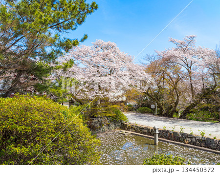 【奈良県】大和郡山市 矢田寺(金剛山寺) (2025/04/09撮影) 【奈良県】大和郡山市 矢田寺(金剛山寺) (2025/04/09撮影) 134450372