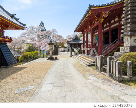 【奈良県】大和郡山市 矢田寺(金剛山寺) (2025/04/09撮影) 134450375
