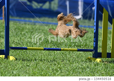 ドッグランで遊ぶマルプー ミックス犬(マルチーズ×プードル) ドッグランで遊ぶマルプー ミックス犬(マルチーズ×プードル) 134450518