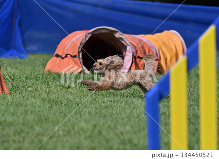 ドッグランで遊ぶマルプー　ミックス犬（マルチーズ×プードル） 134450521