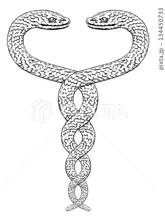 Snakes Two Intertwined Helix Vintage Illustration Snakes Two Intertwined Helix Vintage Illustration 134450733