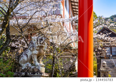 宇治神社の春の風景2　京都府宇治市 134450783