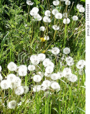 春の草原に広がるタンポポの綿毛 134450804