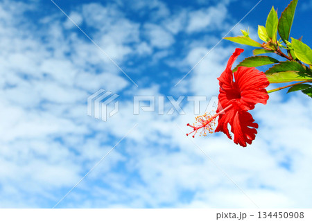 沖縄　青い空と赤いハイビスカスの花 134450908