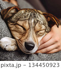 人に抱かれて気持ちよさそうに眠る犬のクローズアップ 134450923