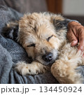 人に抱かれて気持ちよさそうに眠る犬のクローズアップ 134450924