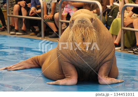 セイウチ 134451031