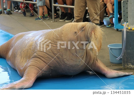 セイウチ 134451035