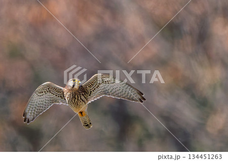 獲物を探すチョウゲンボウの雌 134451263