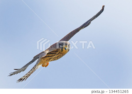 こちらに向かって来るチョウゲンボウの雌 134451265