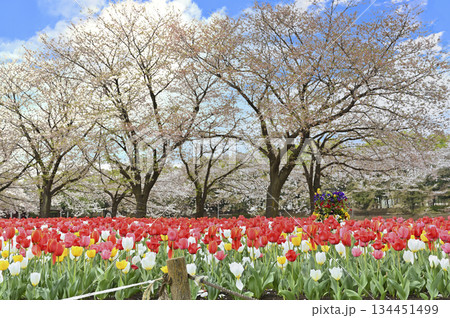 満開の桜並木とカラフルなチューリップ畑　春の深谷グリーンパーク（アクアパラダイスパティオ） 134451499