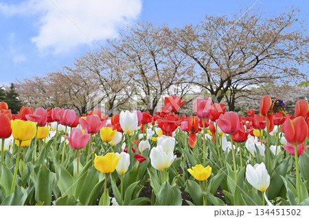 満開の桜並木とカラフルなチューリップ畑　春の深谷グリーンパーク（アクアパラダイスパティオ） 134451502