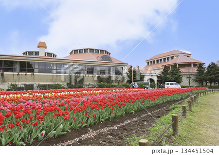 満開の桜並木とカラフルなチューリップ畑　春の深谷グリーンパーク（アクアパラダイスパティオ） 134451504