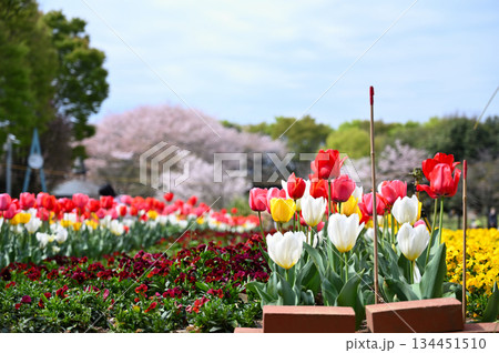 満開の桜並木とカラフルなチューリップ畑　春の深谷グリーンパーク（アクアパラダイスパティオ） 134451510
