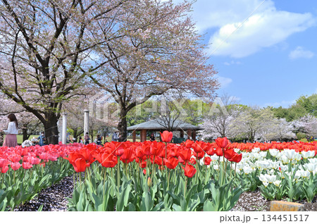 満開の桜並木とカラフルなチューリップ畑　春の深谷グリーンパーク（アクアパラダイスパティオ） 134451517