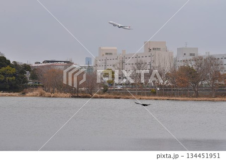 空を覆う野鳥と大阪伊丹空港を離陸した飛行機との共演　都会のオアシス伊丹昆陽池公園 134451951