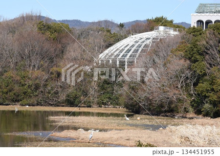 野鳥の楽園 伊丹市 昆陽池公園 昆虫館 野鳥の楽園 伊丹市 昆陽池公園 昆虫館 134451955