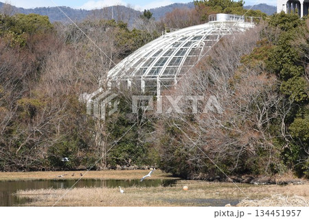 野鳥の楽園 伊丹市 昆陽池公園 昆虫館 野鳥の楽園 伊丹市 昆陽池公園 昆虫館 134451957