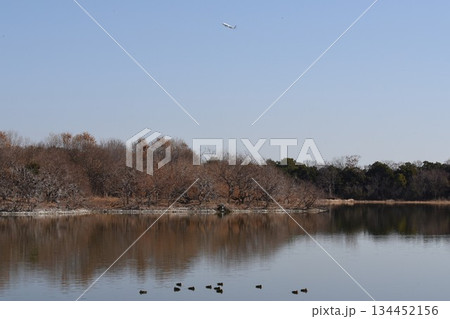 空を覆う野鳥と大阪伊丹空港を離陸した飛行機との共演　都会のオアシス伊丹昆陽池公園 134452156