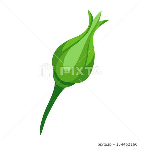 Illustration of rose bud. Beautiful decorative realistic plant. Illustration of rose bud. Beautiful decorative realistic plant. 134452160