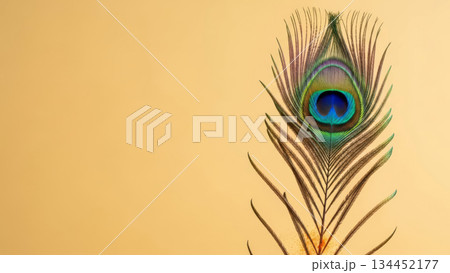 Single peacock feather on yellow. Symbolic background for Thaipusam celebration and spiritual tribute. 134452177