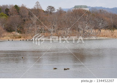 空を覆う野鳥と大阪伊丹空港を離陸した飛行機との共演 都会のオアシス伊丹昆陽池公園 空を覆う野鳥と大阪伊丹空港を離陸した飛行機との共演 都会のオアシス伊丹昆陽池公園 134452207