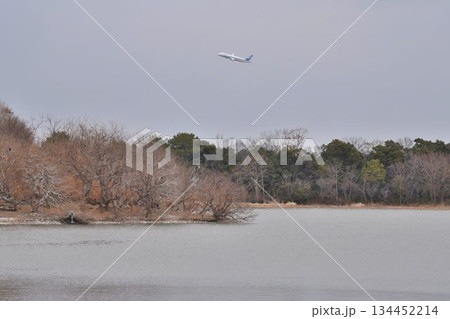 空を覆う野鳥と大阪伊丹空港を離陸した飛行機との共演 都会のオアシス伊丹昆陽池公園 空を覆う野鳥と大阪伊丹空港を離陸した飛行機との共演 都会のオアシス伊丹昆陽池公園 134452214