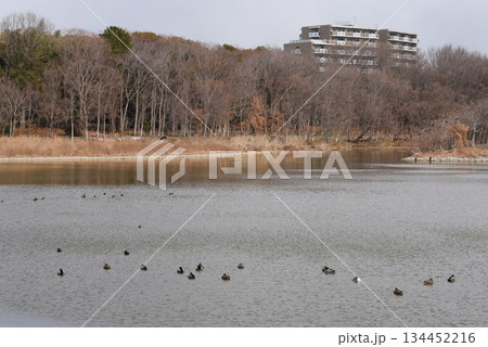 空を覆う野鳥と大阪伊丹空港を離陸した飛行機との共演　都会のオアシス伊丹昆陽池公園 134452216