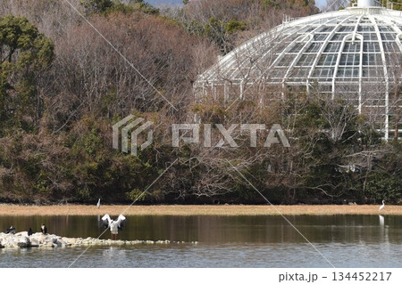 野鳥の楽園 伊丹市 昆陽池公園 昆虫館 野鳥の楽園 伊丹市 昆陽池公園 昆虫館 134452217