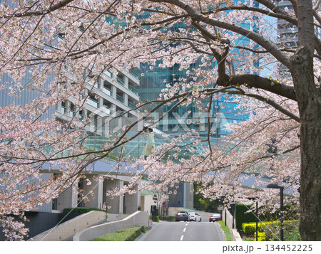 桜咲く東京ミッドタウン六本木の春 都市景観(2022年4月) 桜咲く東京ミッドタウン六本木の春 都市景観(2022年4月) 134452225