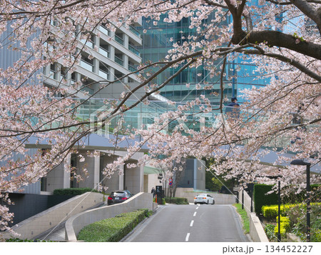 桜咲く東京ミッドタウン六本木の春　都市景観（2022年4月） 134452227