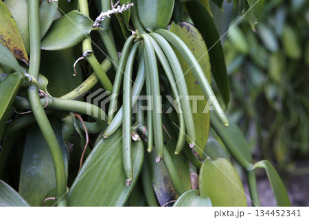 Vanilla plants in La reunion island, indian ocean 134452341