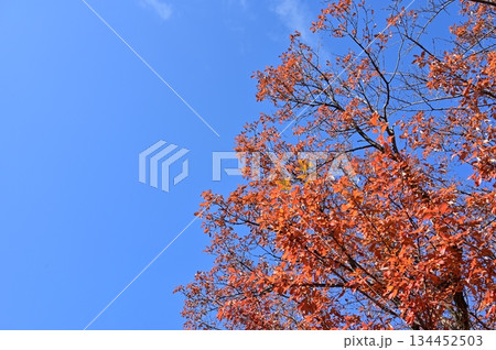 コナラ(ブナ科)の紅葉 コナラ(ブナ科)の紅葉 134452503