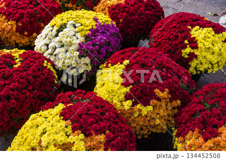 Chrysanthemums in a market, Montreal, Quebec, Canada 134452508