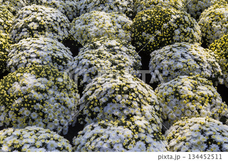 Chrysanthemums in a market, Montreal, Quebec, Canada 134452511