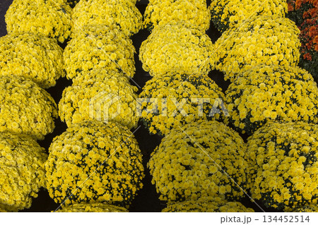 Chrysanthemums in a market, Montreal, Quebec, Canada 134452514