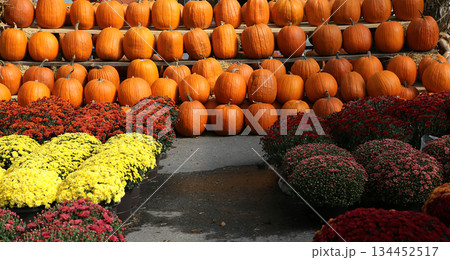 Chrysanthemums in a market, Montreal, Quebec, Canada Chrysanthemums in a market, Montreal, Quebec, Canada 134452517