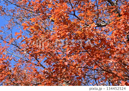 コナラ(ブナ科)の紅葉 コナラ(ブナ科)の紅葉 134452524