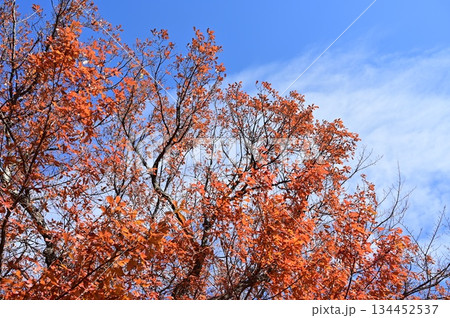 コナラ(ブナ科)の紅葉 コナラ(ブナ科)の紅葉 134452537