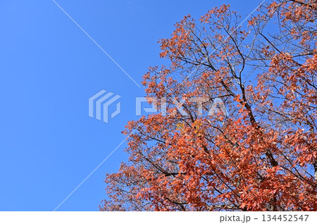 コナラ（ブナ科）の紅葉 134452547