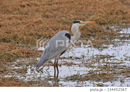 野鳥の楽園 伊丹市 昆陽池公園 アオサギ 野鳥の楽園 伊丹市 昆陽池公園 アオサギ 134452567