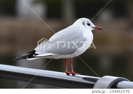野鳥の楽園　伊丹市　昆陽池公園　ユリカモメ 134452570