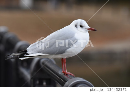 野鳥の楽園　伊丹市　昆陽池公園　ユリカモメ 134452571