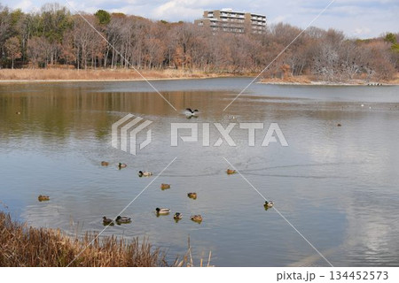 空を覆う野鳥と大阪伊丹空港を離陸した飛行機との共演　都会のオアシス伊丹昆陽池公園 134452573