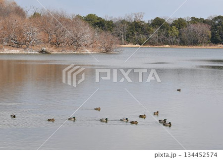 空を覆う野鳥と大阪伊丹空港を離陸した飛行機との共演　都会のオアシス伊丹昆陽池公園 134452574