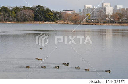 空を覆う野鳥と大阪伊丹空港を離陸した飛行機との共演　都会のオアシス伊丹昆陽池公園 134452575